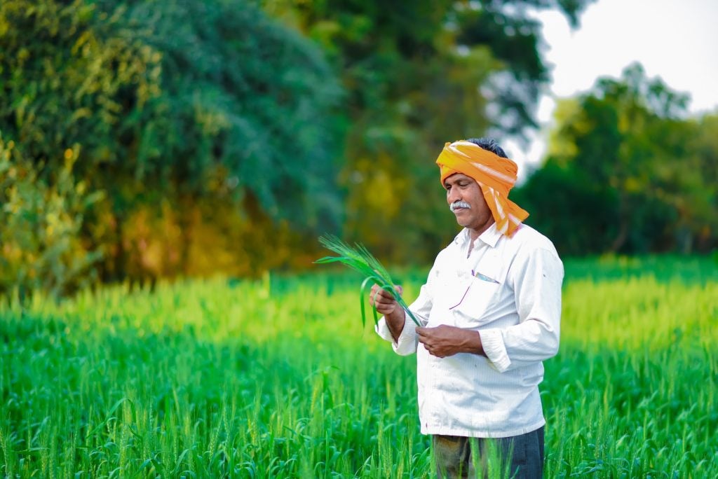 Farmer in a green crop field examining plant leaves, assessing crop health and growth in an agricultural field.