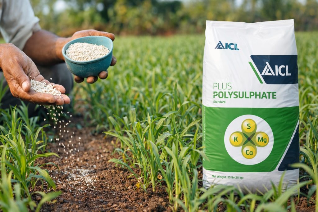 Farmer applying Polysulphate fertilizer granules to young crops in a field, with an ICL Plus Polysulphate bag visible beside growing plants.