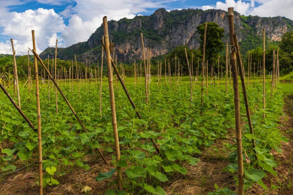 Healthy green crops growing on support stakes in a cultivated field, with mountains and trees in the background, showing strong plant growth and improved field productivity.