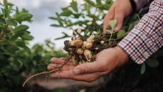 Polysulphate: A Reliable Alternative to Gypsum for Peanut Production