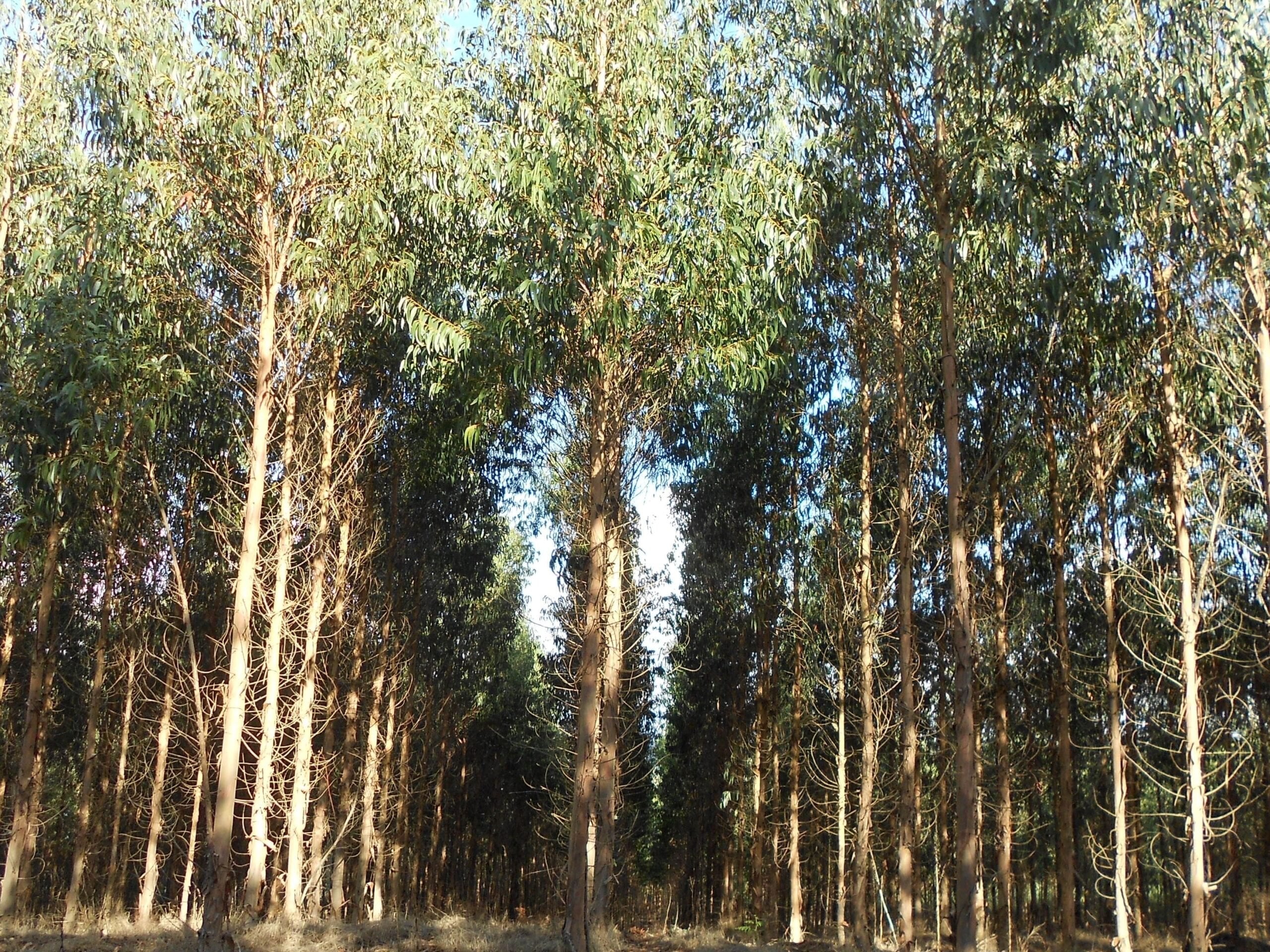 Eucalyptus