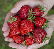 Testing Nova PekAcid with Strawberries in Mexico