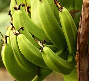 Test of Nova PekAcid with Banana in Clay Soil