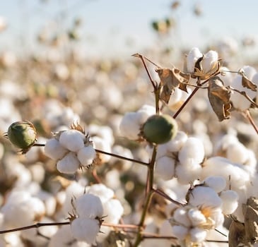 Nova FLOW, Nova HiPeaK and Polysulphate on Cotton