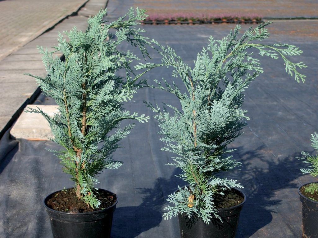 Structurally weak plants of chamaecyparis lawsoniana 'Columnaris'
