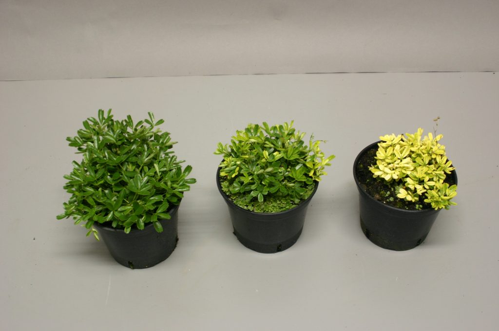 Three plants of Potentilla tridentata 'Nuuk' with iron chlorosis on leaves.