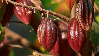 Cocoa