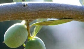 How Foliar Nutrition Supports Olive Tree Yield and Stress Tolerance