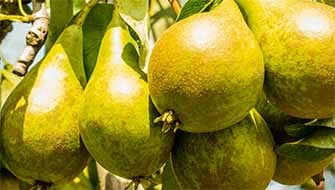 Agrolution pHLow: 4.4x More Efficient Than Conventional Fertilizer?
