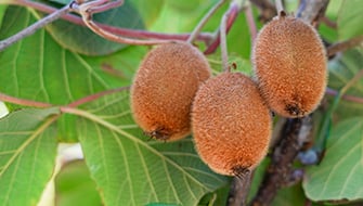 Impact Story: Scientifically‑Driven Growth for Kiwi Orchards with Solinure FX