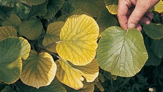 How to Recognize Nutrient Deficiencies in Ornamental Plants and How to Fix Them