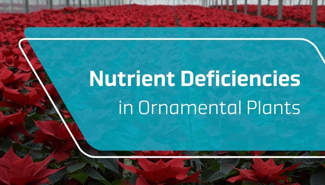 Nutrient Deficiencies in Ornamental Plants
