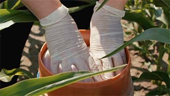 How Controlled-Release Fertilizers Help Reduce Nitrogen Losses