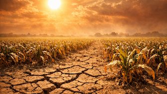How Nova NPKelp Helps Crops Withstand Heat Waves and Temperature Stress