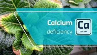 Calcium Deficiency in Ornamental Plants: Symptoms and Treatment
