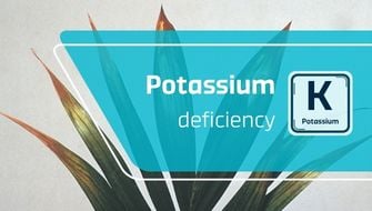 Potassium Deficiency in Ornamental Plants: Symptoms and Treatment
