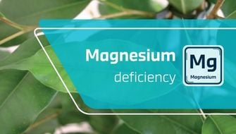 Magnesium Deficiency in Ornamental Plants: Symptoms and Treatment