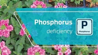 Phosphorus Deficiency in Ornamental Plants: Symptoms and Treatment