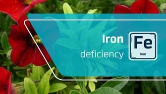 Iron Deficiency in Ornamental Plants: Symptoms and Treatment