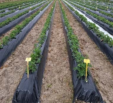 BEOZ<sup>®</sup> in Strawberries