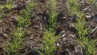 How Can CRFs Reduce Nutrient Losses in Cereals?