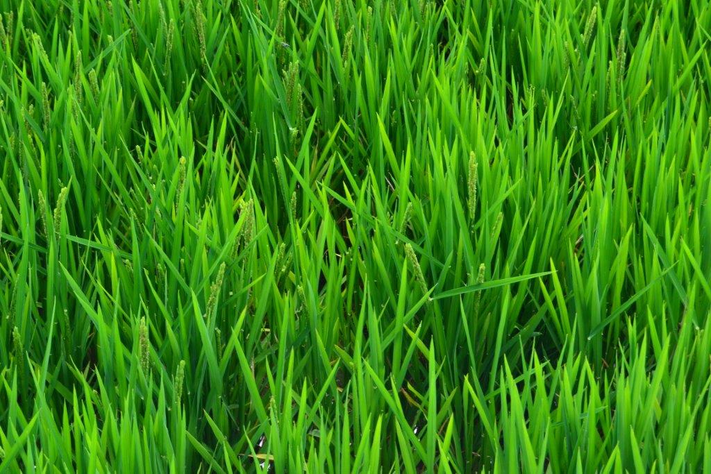 Rice: How Agromaster<sup>®</sup> can Increase Yield and Farm Income?