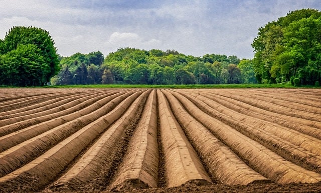 How Can We Minimize Nutrient Leaching in Asparagus Production?