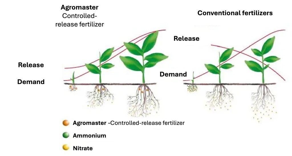 Diagram comparing Agromaster controlled-release fertilizer with conventional fertilizers, showing nutrient release versus plant demand over growth stages; Agromaster aligns release with demand, while conventional fertilizers release nutrients unevenly, with ammonium and nitrate forms illustrated in the soil.