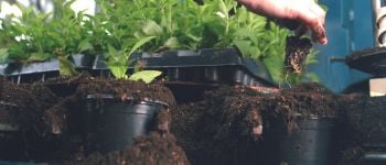 Moisture Measurement on Peat-based Substrates vs Peat Alternatives
