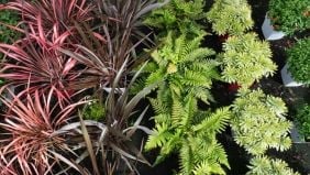 Complete Guide to Peat Alternatives: How New Substrates Behave