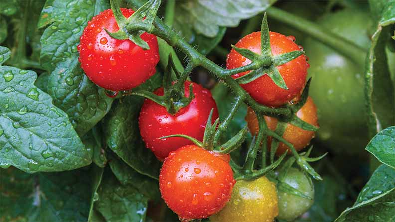 Bright red cherry tomatoes growing on vine with some orange and greener fruit behind, surrounded by green tomato leaves
