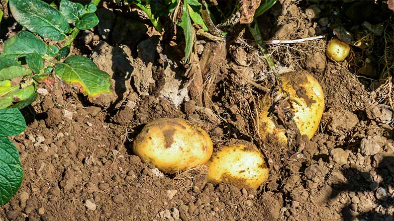 half revealed potatoes in soil with base of potato plant