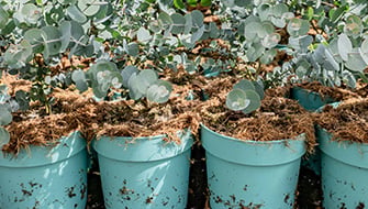 Understanding pH Stability in New Substrates: Buffering, Oxygen, and Irrigation Water