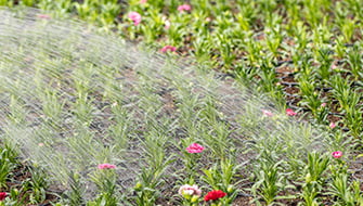 Water Quality and Fertilization in New Substrates: Why the Right Combination Matters