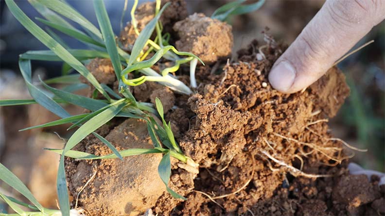 A hand is holding a clump of soil. The roots of young cereal seedlings can be seen in the soil, roots are visible, and there is a finger pointing to a granule of fertilizer in the soil