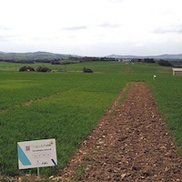 Cereal trial plots laid out in a grid pattern with a Polysulphate sign in the foreground