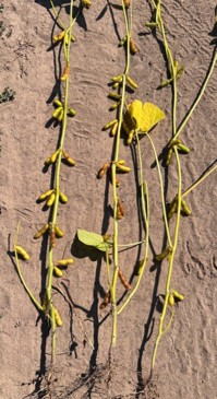 soybean plants ready for harvest