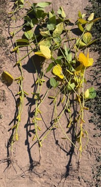 soybean plants before harvest