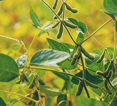 Soybean Trial with Beoz Nephrite in Ukraine