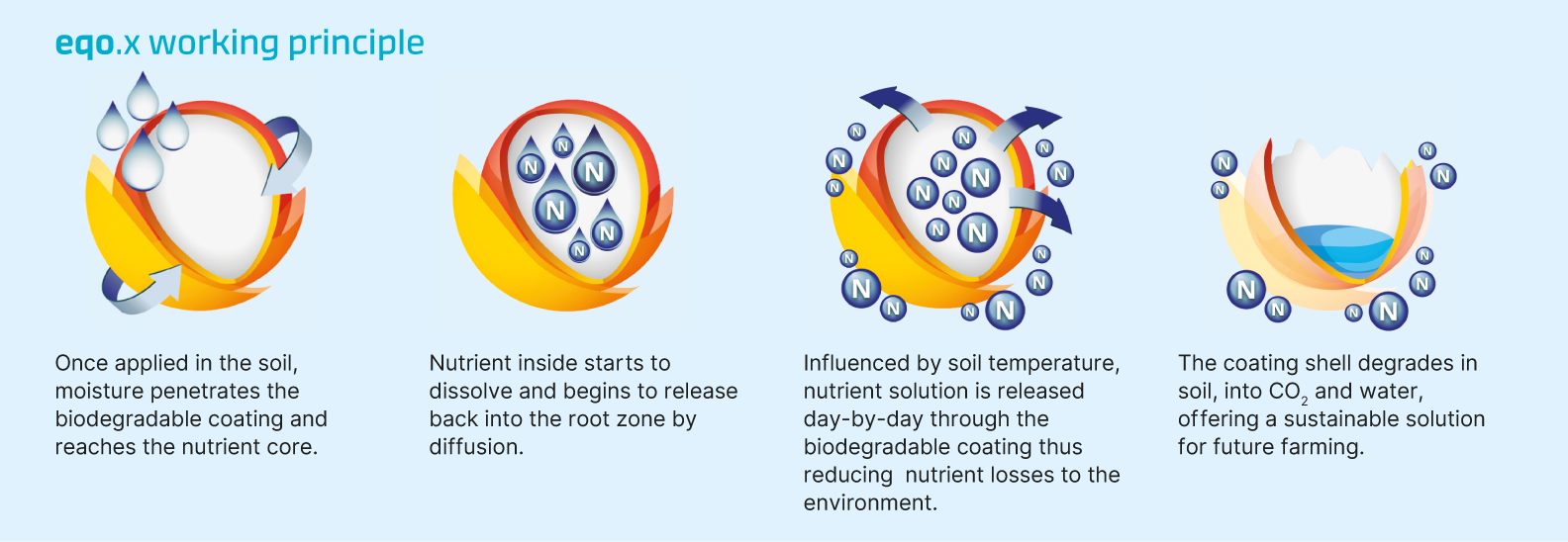 Infographic showing how water penetrates the coating of a controlled release fertilizer, dissolving the nutrient core, which then releases the nutrients into the soil