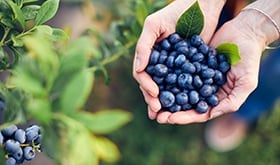 Blueberry