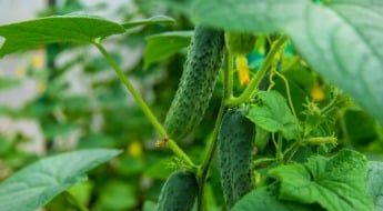 Cucumber