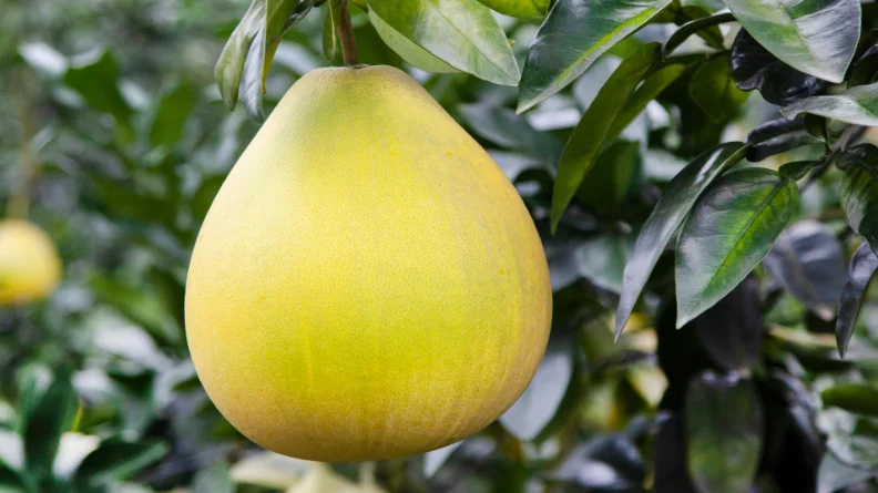 Single green , pear shaped, honey pomelo fruit surrounded by dark green leaves of the honey pomelo tree.