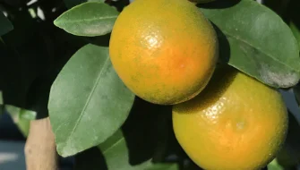 Improving Citrus Yield and Fruit Quality with Nova CalPhos<sup>®</sup>