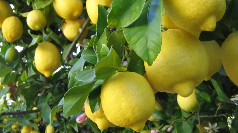 Yellow lemon fruit hanging from tree branches