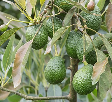 Avocado Trial with Agroblen in Mexico