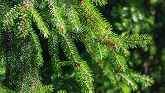 Agroblen® Improves Establishment of Norway Spruce in Sweden