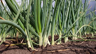 Potassium Fertilization in Onions in India