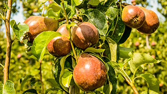 Pear