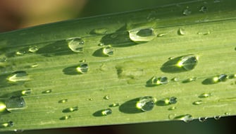Soil vs. Foliar Fertilization: Which Strategy Wins?